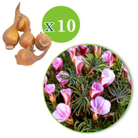 10x Sauerklee Oxalis 'Autumn Pink' rosa