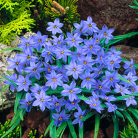 30x Frühlingsstern  Ipheion 'Jessie' blau