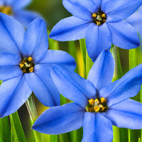 30x Frühlingsstern  Ipheion 'Jessie' blau