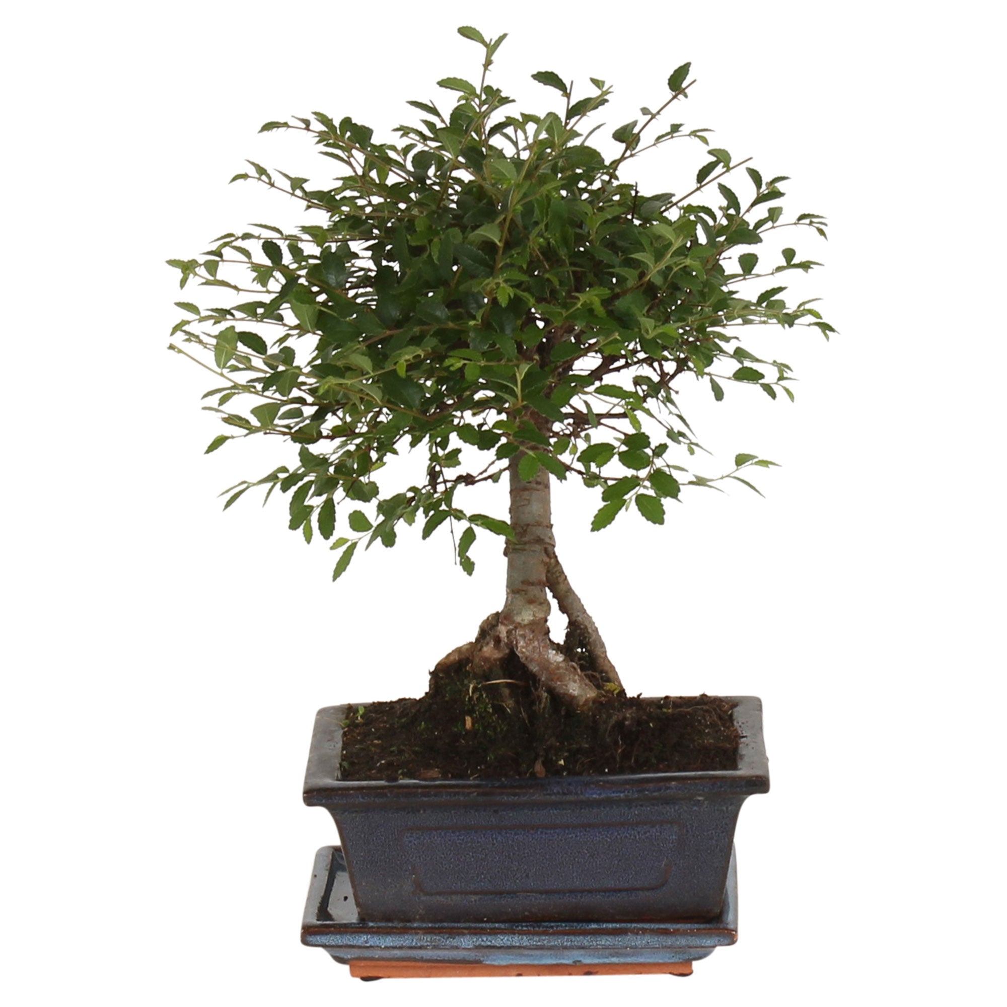 SEWOART Ovaler Bonsai Pflanztopf 44cm - Kunststoff Mit Untersetzer
