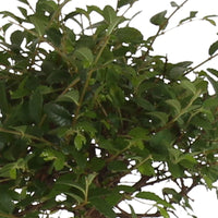 Bonsai Zelkova serrata kugelförmig inkl. Ziertopf, blau