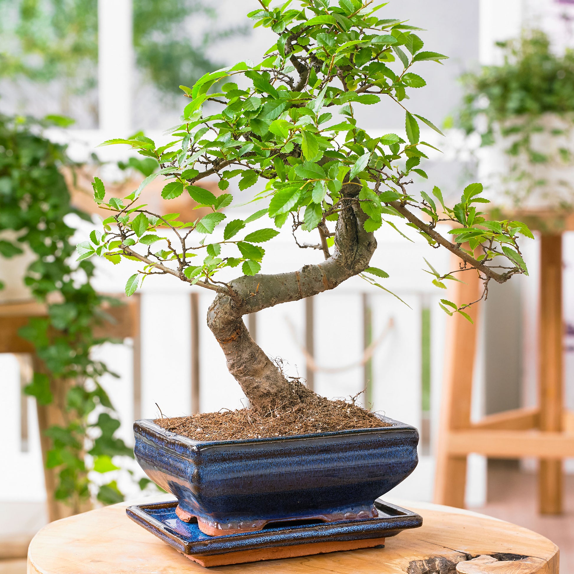 bonsai prodej Kaufen Sie jetzt Zimmerpflanze Bonsai Zelkova, S-Form inkl. Ziertopf, blau
