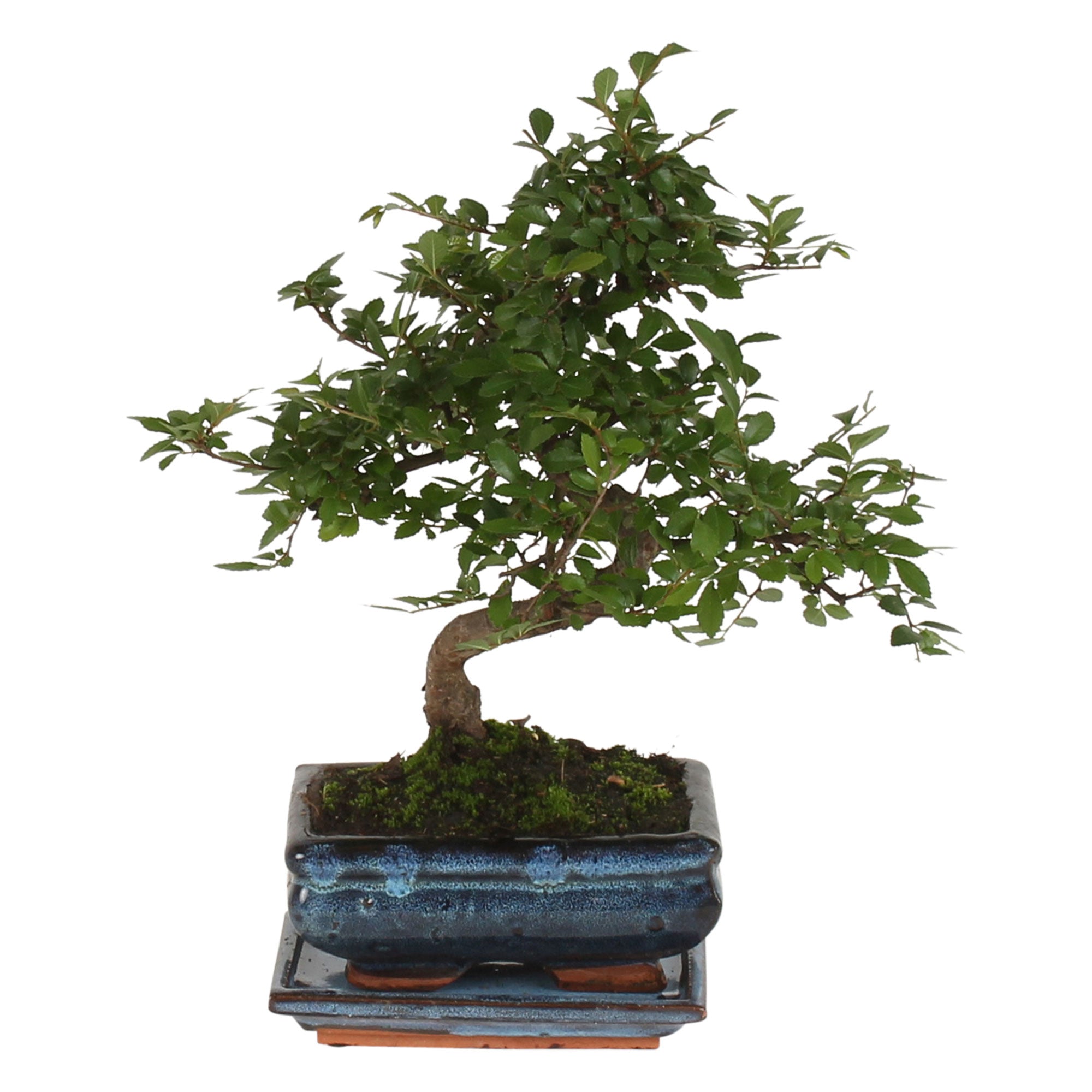 Kaufen Sie jetzt Zimmerpflanze Bonsai Zelkova, S-Form inkl. Ziertopf, blau 