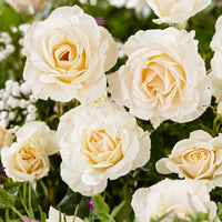 Großblütige Rose 'Rosa'  'True Love'® Weiß  - Wurzelnackte Pflanzen - Winterhart
