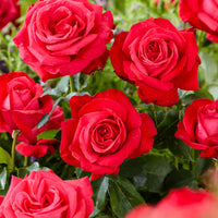 Großblütige Rose Rosa 'Dame De Coeur'® Rot  - Wurzelnackte Pflanzen - Winterhart