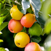 Apfelbaum Malus ‘Sweet Summer‘ - Winterhart