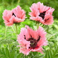 2x Orientalischer Mohn Papaver 'Pink Perfection' rosa - Wurzelnackte Pflanzen - Winterhart