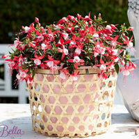 3x Fuchsia 'Evita' rot-weiβ