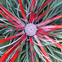 Gartenbromelie Fascicularia 'Bicolor'  Grün-Rot - Winterhart
