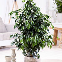 Birkenfeige Ficus benjamina 'Danielle' inkl. Weidenkorb, grau