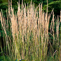Bund Reitgras Calamagrostis 'Overdam' grün-creme - Winterhart