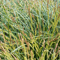 Segge Carex 'Ice Dance' gelb-grün - Winterhart