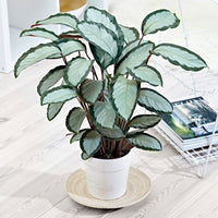 Calathea picturata