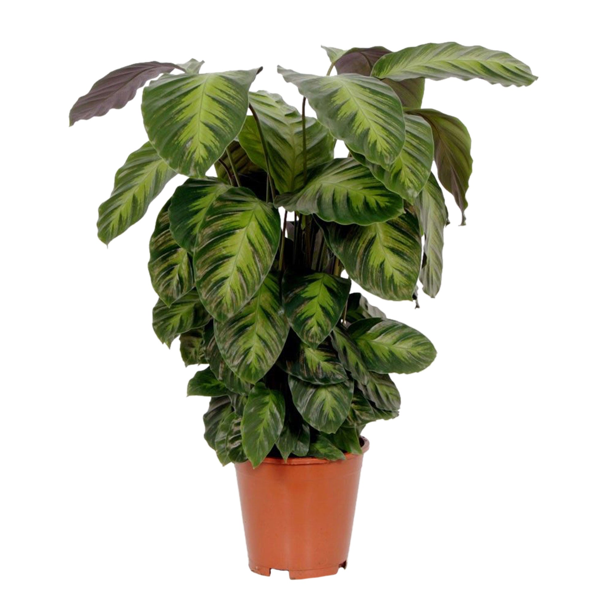calathea elger grass Calathea rufibarba 'Elgergrass' main image 0