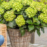 Bauernhortensie Hydrangea 'Vibrant Verde' Grün-Rosa - Winterhart