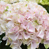 Bauernhortensie Hydrangea 'Elegant Rose' Rosa - Winterhart