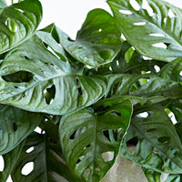 Fensterblatt Monstera 'Monkey Leaf' - Hängepflanze