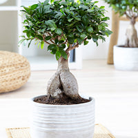 Bonsai Ficus 'Ginseng' inkl. Betontopf