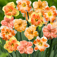 15x Narzissen Narcissus - Mischung 'Flower Power' rosa-orange-gelb