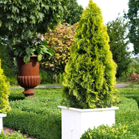 Lebensbaum Thuja 'Golden Smaragd' - Winterhart