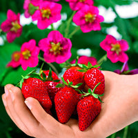 3x Erdbeere Fragaria 'Toscana'