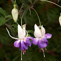 3x Fuchsia 'Delta Sarah' lila-weiβ - Winterhart