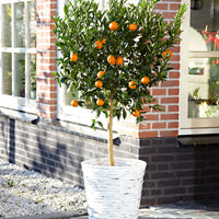 Mandarinenbaum Citrus reticulata
