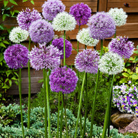 15x Zierzwiebel Allium - Mischung 'Fantasia' lila-weiβ