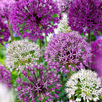 15x Zierzwiebel Allium - Mischung 'Fantasia' lila-weiβ