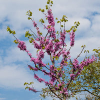 Wilder Pfirsichbaum Prunus ‘Donut‘ - Winterhart