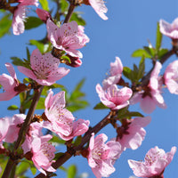Wilder Pfirsichbaum Prunus ‘Donut‘ - Winterhart