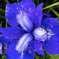 3x Sibirische Iris 'Blue Bird' blau - Wurzelnackte Pflanzen - Winterhart