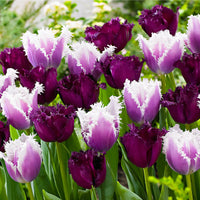15x Tulpen Tulipa - Mischung 'Van Gogh' lila-weiβ