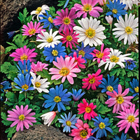 250x Anemone blanda gemischt XL Paket   'Eastern Beauty XL'