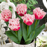 Tulpen Queensland 'Queensland' Rosa-Weiß