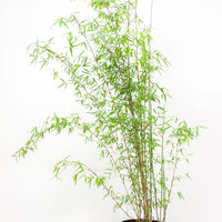 Bambus Fargesia 'Jiuzhaigou' - Winterhart
