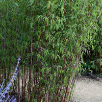 Bambus Fargesia 'Jiuzhaigou' - Winterhart