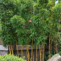 Bambus Phyllostachys gelb-grün - Winterhart