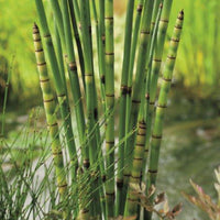 Japanisches Locheisen Equisetum japonicum - Sumpfpflanze, Wasserpflanze, Uferpflanze