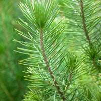 Koniferen Pinien Pinus pinea 'Silver Crest' inkl. Korb, cremefarben 'Silver Crest' - Winterhart