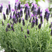 Lavendel Lavandula 'Anouk' Lila - Winterhart