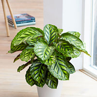 2x Calathea 'Flamestar'