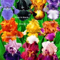 10x Iris germanica – Mix ‚Flowertastic‘ – wurzelnackt - Winterhart