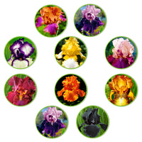 10x Iris germanica – Mix ‚Flowertastic‘ – wurzelnackt - Winterhart