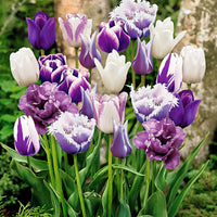 15x Tulpen - Mischung