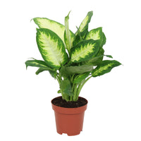 Dieffenbachia 'Camilla'