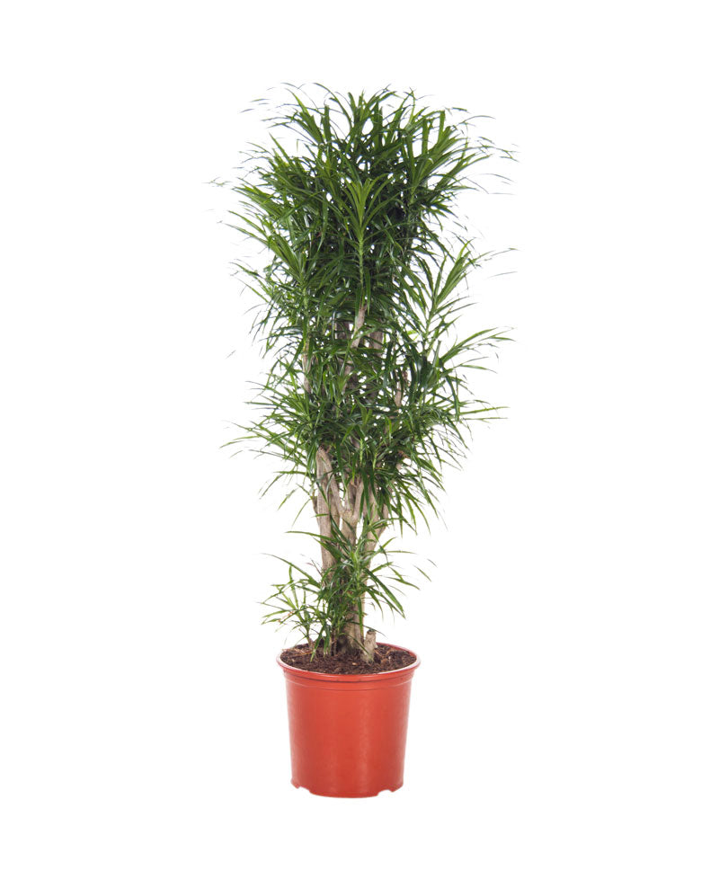 dracaena anita pflege Kaufen Sie jetzt Zimmerpflanze Drachenblutbaum Dracaena 'Anita'