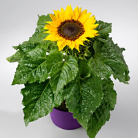 Sonnenblume Helianthus 'Choco Sun' Gelb