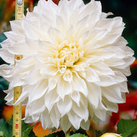 3x Dahlie 'Fleurel'  Weiß