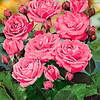 Stammrose Rosa 'Melrose' rosa - Wurzelnackte Pflanzen - Winterhart